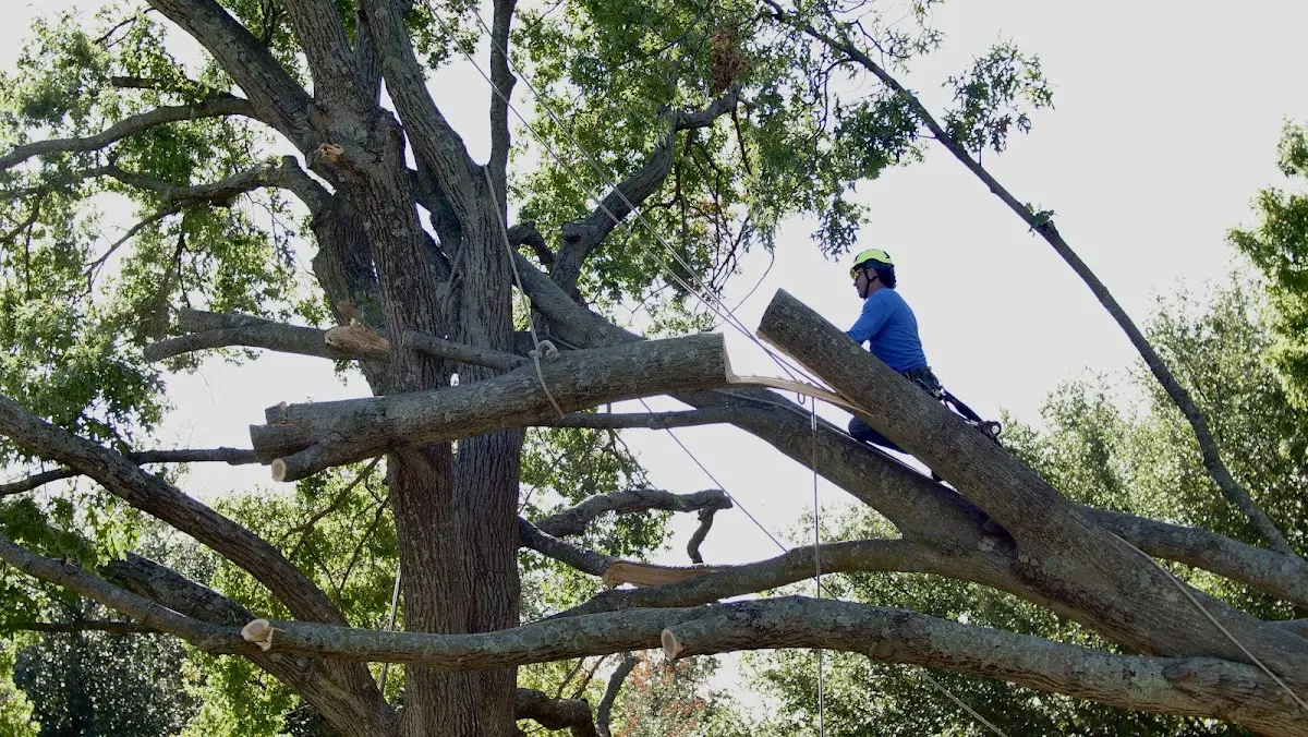 Professional Hazardous Tree Removal performed by certified arborists in Foxboro