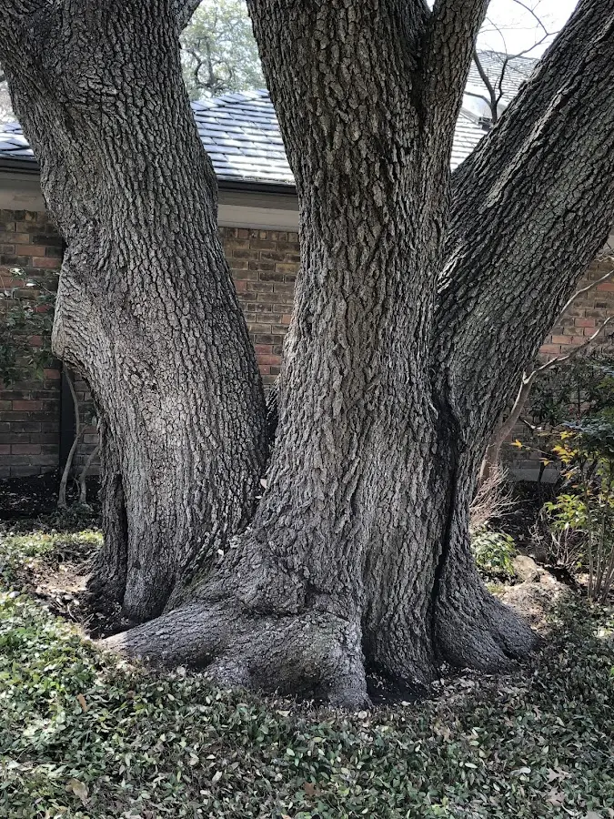 Mature heritage tree close to a Foxboro property cared for by certified arborists